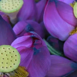 Explore A guest of Uncle Ho and Miss Saigon for 12 days with DIAMIR Erlebnisreisen and discover unforgettable experiences - Photo 2