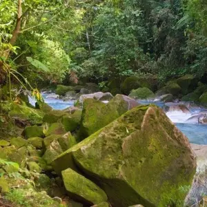 Explore Costa Rica's West: Between Dream Beaches and Pure Wilderness for 16 days with DIAMIR Erlebnisreisen and discover unforgettable experiences - Photo 4