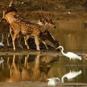 Explore The Tiger In-Depth for 8 days with DIAMIR Erlebnisreisen and discover unforgettable experiences - Photo 2