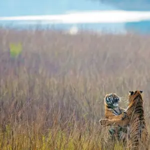 Explore The Tiger In-Depth for 8 days with DIAMIR Erlebnisreisen and discover unforgettable experiences - Photo 3