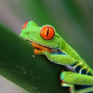 Explore Costa Rica's West: Between Dream Beaches and Pure Wilderness for 16 days with DIAMIR Erlebnisreisen and discover unforgettable experiences - Photo 6