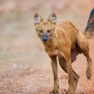 Explore The Tiger In-Depth for 8 days with DIAMIR Erlebnisreisen and discover unforgettable experiences - Photo 4