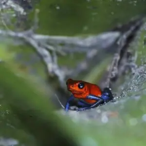 Explore Costa Rica's West: Between Dream Beaches and Pure Wilderness for 16 days with DIAMIR Erlebnisreisen and discover unforgettable experiences - Photo 8