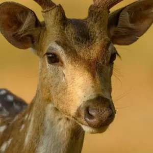 Explore The Tiger In-Depth for 8 days with DIAMIR Erlebnisreisen and discover unforgettable experiences - Photo 5