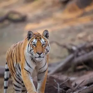 Explore The Tiger In-Depth for 8 days with DIAMIR Erlebnisreisen and discover unforgettable experiences - Photo 6