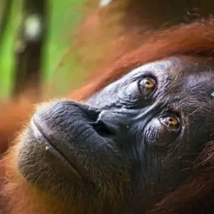 Explore Orangutans, Dragons and Volcanoes for 17 days with DIAMIR Erlebnisreisen and discover unforgettable experiences - Photo 7