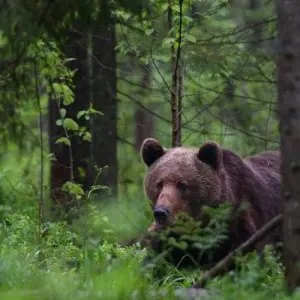 Explore Wild Beauty in the Baltics - Moors, Forests, Baltic Islands for 8 days with DIAMIR Erlebnisreisen and discover unforgettable experiences - Photo 3