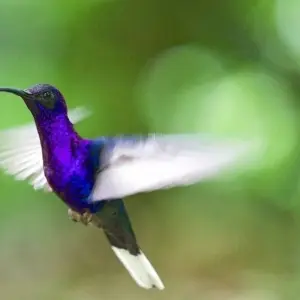 Explore Costa Rica's West: Between Dream Beaches and Pure Wilderness for 16 days with DIAMIR Erlebnisreisen and discover unforgettable experiences - Photo 10