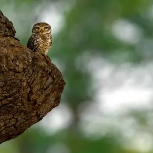 Explore The Tiger In-Depth for 8 days with DIAMIR Erlebnisreisen and discover unforgettable experiences - Photo 7