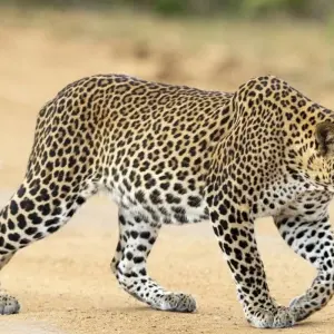 Explore Leopards and Lion Rocks for 14 days with DIAMIR Erlebnisreisen and discover unforgettable experiences - Photo 4