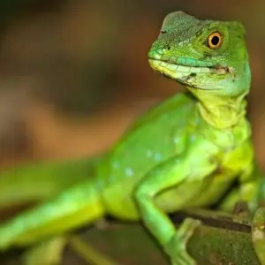 Explore Costa Rica's West: Between Dream Beaches and Pure Wilderness for 16 days with DIAMIR Erlebnisreisen and discover unforgettable experiences - Photo 11