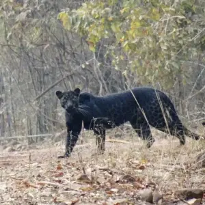 Explore The Tiger In-Depth for 8 days with DIAMIR Erlebnisreisen and discover unforgettable experiences - Photo 8