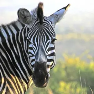 Explore One World in One Country for 21 days with DIAMIR Erlebnisreisen and discover unforgettable experiences - Photo 9