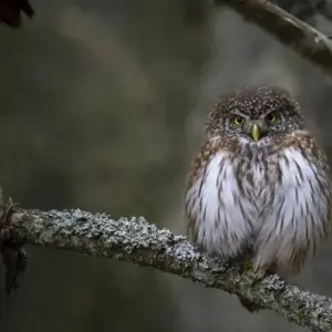 Explore Wild Beauty in the Baltics - Moors, Forests, Baltic Islands for 8 days with DIAMIR Erlebnisreisen and discover unforgettable experiences - Photo 5