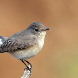 Explore The Tiger In-Depth for 8 days with DIAMIR Erlebnisreisen and discover unforgettable experiences - Photo 9