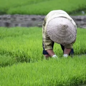 Explore A guest of Uncle Ho and Miss Saigon for 12 days with DIAMIR Erlebnisreisen and discover unforgettable experiences - Photo 11