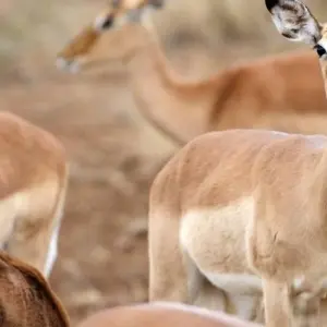 Explore One World in One Country for 21 days with DIAMIR Erlebnisreisen and discover unforgettable experiences - Photo 10