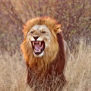 Explore Waves, Wine and Wilderness for 15 days with DIAMIR Erlebnisreisen and discover unforgettable experiences - Photo 2