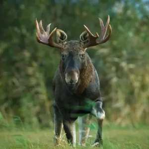 Explore Wild Beauty in the Baltics - Moors, Forests, Baltic Islands for 8 days with DIAMIR Erlebnisreisen and discover unforgettable experiences - Photo 6