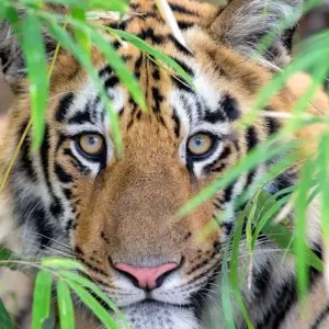 Explore The Tiger In-Depth for 8 days with DIAMIR Erlebnisreisen and discover unforgettable experiences - Photo 10
