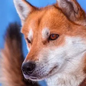 Explore Husky Winter Dream: Classic for 8 days with DIAMIR Erlebnisreisen and discover unforgettable experiences - Photo 3