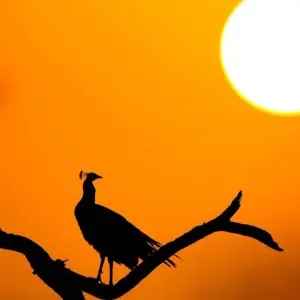 Explore The Tiger In-Depth for 8 days with DIAMIR Erlebnisreisen and discover unforgettable experiences - Photo 11