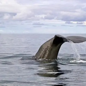 Explore Leopards and Lion Rocks for 14 days with DIAMIR Erlebnisreisen and discover unforgettable experiences - Photo 8