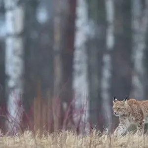 Explore Wild Beauty in the Baltics - Moors, Forests, Baltic Islands for 8 days with DIAMIR Erlebnisreisen and discover unforgettable experiences - Photo 8