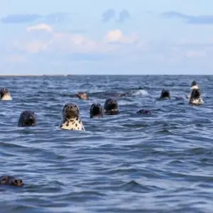 Explore Wild Beauty in the Baltics - Moors, Forests, Baltic Islands for 8 days with DIAMIR Erlebnisreisen and discover unforgettable experiences - Photo 9