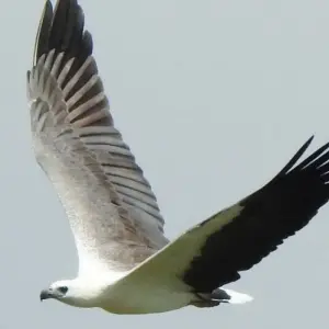 Explore Leopards and Lion Rocks for 14 days with DIAMIR Erlebnisreisen and discover unforgettable experiences - Photo 10