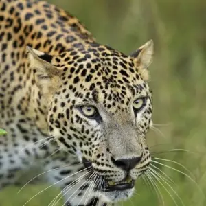 Explore Leopards and Lion Rocks for 14 days with DIAMIR Erlebnisreisen and discover unforgettable experiences - Photo 11