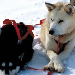 Explore Husky Winter Dream: Classic for 8 days with DIAMIR Erlebnisreisen and discover unforgettable experiences - Photo 6