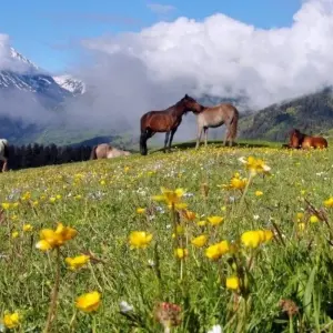 Explore Great South Caucasus Round Trip Summer Special for 19 days with DIAMIR Erlebnisreisen and discover unforgettable experiences - Photo 4