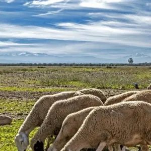 Explore Atlantic heights and palm oases for 15 days with DIAMIR Erlebnisreisen and discover unforgettable experiences - Photo 5