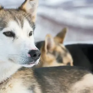 Explore Husky Winter Dream: Classic for 8 days with DIAMIR Erlebnisreisen and discover unforgettable experiences - Photo 8