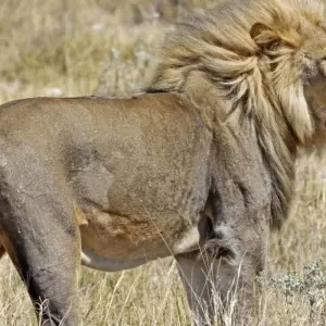 Explore From the Desert Sea to the Zambezi for 16 days with DIAMIR Erlebnisreisen and discover unforgettable experiences - Photo 3