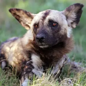 Explore Rhinos between Usambara Mountains and Kilimanjaro for 9 days with DIAMIR Erlebnisreisen and discover unforgettable experiences - Photo 4