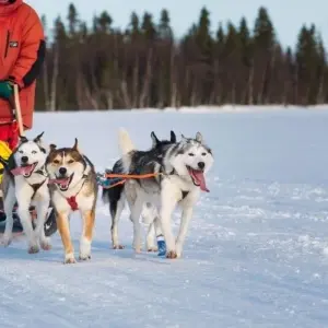 Explore Husky Winter Dream: Classic for 8 days with DIAMIR Erlebnisreisen and discover unforgettable experiences - Photo 9