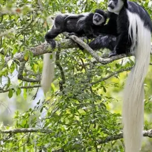 Explore Rhinos between Usambara Mountains and Kilimanjaro for 9 days with DIAMIR Erlebnisreisen and discover unforgettable experiences - Photo 5