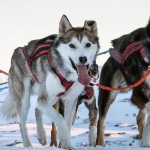Explore Husky Winter Dream: Classic for 8 days with DIAMIR Erlebnisreisen and discover unforgettable experiences - Photo 10