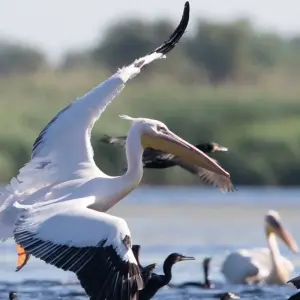 Explore Transylvania - Wilderness, Nature and Adventure for 11 days with DIAMIR Erlebnisreisen and discover unforgettable experiences - Photo 6