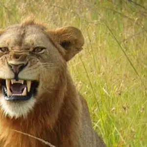 Explore Rhinos between Usambara Mountains and Kilimanjaro for 9 days with DIAMIR Erlebnisreisen and discover unforgettable experiences - Photo 6