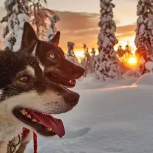 Explore Husky Winter Dream: Classic for 8 days with DIAMIR Erlebnisreisen and discover unforgettable experiences - Photo 11