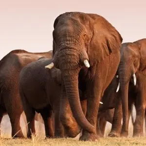 Explore From Etosha National Park to Fish River Canyon for 21 days with DIAMIR Erlebnisreisen and discover unforgettable experiences - Photo 6