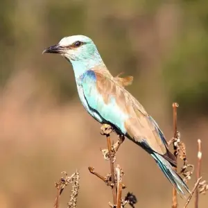 Explore Rhinos between Usambara Mountains and Kilimanjaro for 9 days with DIAMIR Erlebnisreisen and discover unforgettable experiences - Photo 7