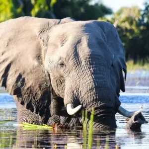 Explore From the Desert Sea to the Zambezi for 16 days with DIAMIR Erlebnisreisen and discover unforgettable experiences - Photo 6