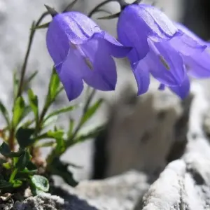 Explore Through the Rugged Pirin and Rila Mountains for 8 days with DIAMIR Erlebnisreisen and discover unforgettable experiences - Photo 10