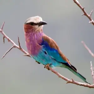 Explore Rhinos between Usambara Mountains and Kilimanjaro for 9 days with DIAMIR Erlebnisreisen and discover unforgettable experiences - Photo 8