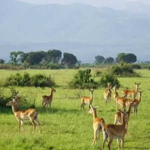 Explore Green pearl on the African Equator for 15 days with DIAMIR Erlebnisreisen and discover unforgettable experiences - Photo 3