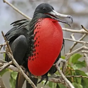 Explore Highlights of Ecuador and Galapagos Island Hopping for 18 days with DIAMIR Erlebnisreisen and discover unforgettable experiences - Photo 2